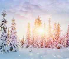 Mysterious winter landscape majestic mountains in winter. Magical winter snow covered tree. Photo greeting card. Bokeh light effect, soft filter. Carpathian. Ukraine.