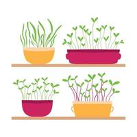 Vector illustration of a stele with potted plants. Shelf with microgreens. Growing microgreens.