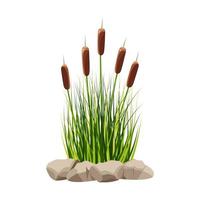 Lake reeds with grass and stones. Vector illustration of cattail isolated on white.