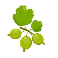 Green gooseberry with leaves on branch. Bunch of green summer bush berries. vector