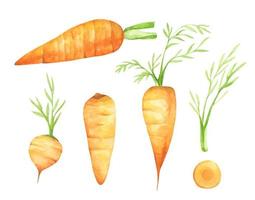 Set of fresh carrot fruits with green leaves. Watercolor illustration. vector