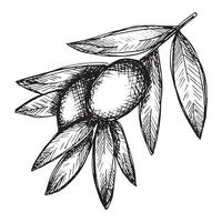 dibujo vectorial de rama de olivo. clipart de contorno dibujado a mano. ilustración de comida ecológica aislada sobre fondo blanco. vector