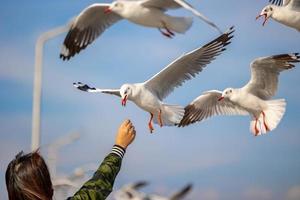 gaviotas en bang pu. las gaviotas migratorias frías de siberia a las regiones cálidas de tailandia. haciendo que bang pu se convierta en uno de los destinos turísticos más importantes de tailandia. foto