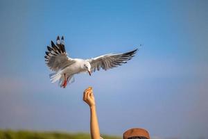 gaviotas en bang pu. las gaviotas migratorias frías de siberia a las regiones cálidas de tailandia. haciendo que bang pu se convierta en uno de los destinos turísticos más importantes de tailandia. foto