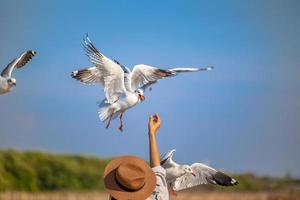 gaviotas en bang pu. las gaviotas migratorias frías de siberia a las regiones cálidas de tailandia. haciendo que bang pu se convierta en uno de los destinos turísticos más importantes de tailandia. foto