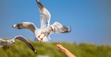 Seagulls at Bang Pu. The cold migratory seagulls from Siberia to the warm regions of Thailand. Making Bang Pu become one of the most important tourist destinations in Thailand. photo