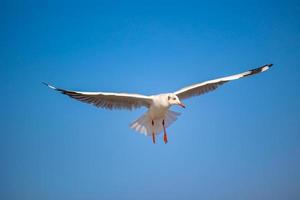 gaviotas en bang pu. las gaviotas migratorias frías de siberia a las regiones cálidas de tailandia. haciendo que bang pu se convierta en uno de los destinos turísticos más importantes de tailandia. foto