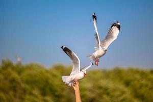 Seagulls at Bang Pu. The cold migratory seagulls from Siberia to the warm regions of Thailand. Making Bang Pu become one of the most important tourist destinations in Thailand. photo