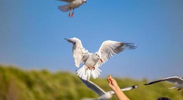 gaviotas en bang pu. las gaviotas migratorias frías de siberia a las regiones cálidas de tailandia. haciendo que bang pu se convierta en uno de los destinos turísticos más importantes de tailandia. foto