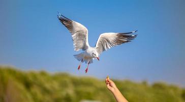 gaviotas en bang pu. las gaviotas migratorias frías de siberia a las regiones cálidas de tailandia. haciendo que bang pu se convierta en uno de los destinos turísticos más importantes de tailandia. foto