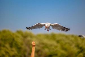 gaviotas en bang pu. las gaviotas migratorias frías de siberia a las regiones cálidas de tailandia. haciendo que bang pu se convierta en uno de los destinos turísticos más importantes de tailandia. foto