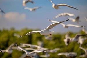 Seagulls at Bang Pu. The cold migratory seagulls from Siberia to the warm regions of Thailand. Making Bang Pu become one of the most important tourist destinations in Thailand. photo