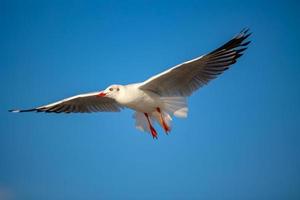 gaviotas en bang pu. las gaviotas migratorias frías de siberia a las regiones cálidas de tailandia. haciendo que bang pu se convierta en uno de los destinos turísticos más importantes de tailandia. foto