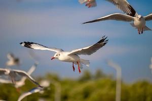 Seagulls at Bang Pu. The cold migratory seagulls from Siberia to the warm regions of Thailand. Making Bang Pu become one of the most important tourist destinations in Thailand. photo