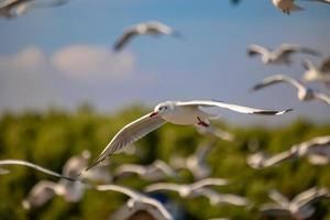 gaviotas en bang pu. las gaviotas migratorias frías de siberia a las regiones cálidas de tailandia. haciendo que bang pu se convierta en uno de los destinos turísticos más importantes de tailandia. foto