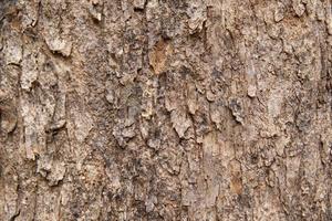 el patrón de corteza es la textura del árbol. para madera de fondo