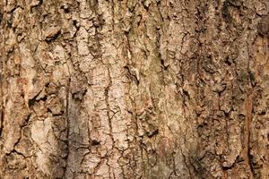 el patrón de corteza es la textura del árbol. para madera de fondo