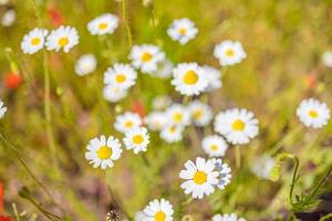 Peaceful nature with white chamomiles on green grass background. Oxeye daisy flowers on green grass meadow. Field landscape in closeup view photo