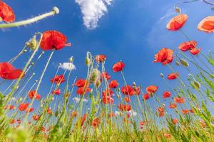 Red poppy flowers on sunny blue sky, poppies spring blossom, green meadow with flowers. Seasonal springtime landscape, relaxing nature closeup photo