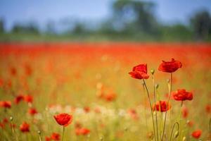 Flowers red poppies blossom on wild field. Beautiful landscape red poppies with selective focus. soft sunlight. Natural blooming meadow field and flowers photo