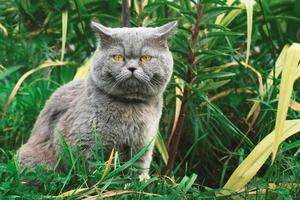 British shorthair cat sits in green grass and looks at the camera photo