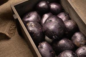 Raw violet vitelotte potatoes in wooden box on burlap cloth photo