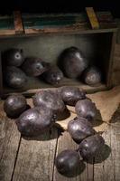 Raw Vitelotte purple potato tubers rolled out of a wooden box photo