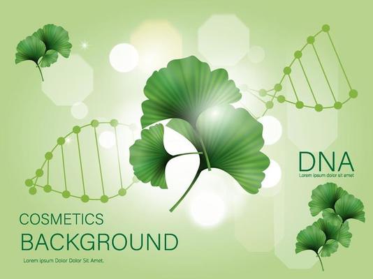 ginkgo biloba, green leaves. Skincare, natural cosmetics, plant and  isolated on background.