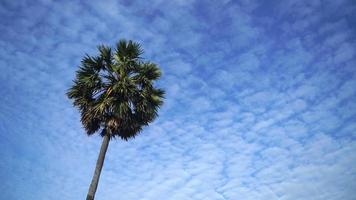 palmeira com lindo céu azul e nuvens.
