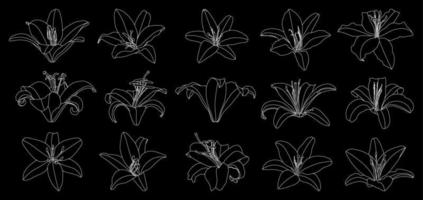 conjunto de vector de flor de lirio de contorno dibujado a mano aislado