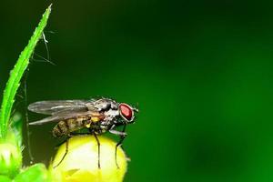 fly from the side macro view photo