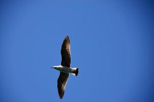 flying seagull and blue sky photo