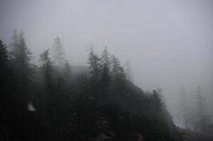 forest in fog photo