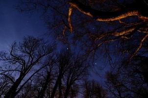 bosque con cielo estrellado foto