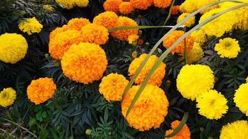 Spring blooming marigold flower photo