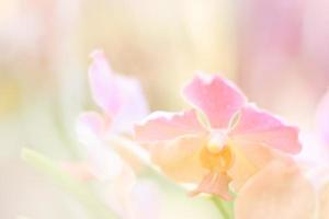 beautiful orchid flower background photo