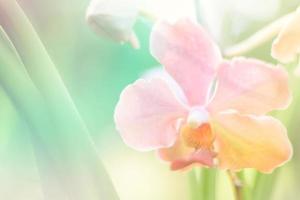 beautiful orchid flower background photo