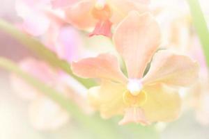 beautiful orchid flower background photo
