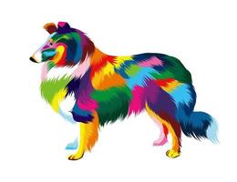 Abstract sheltie head portrait from multicolored paints. Colored drawing. Vector illustration of paints