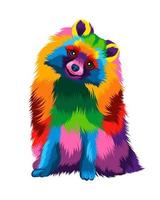 Abstract Pomeranian, german spitz from multicolored paints. Colored drawing. Vector illustration of paints