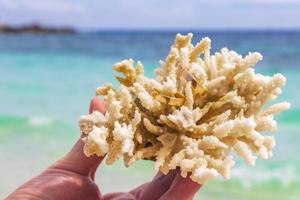 Wedding rings on coral in the Hand. Honeymoon in Thailand. photo