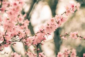 Beautiful cherry blossom sakura in spring time photo