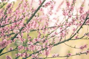 hermosa flor de cerezo sakura en primavera foto