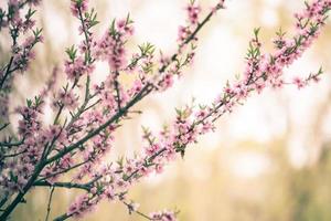 Beautiful cherry blossom sakura in spring time photo