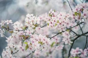 Beautiful cherry blossom sakura in spring time photo