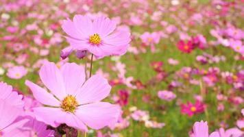 hermoso paisaje de lindas flores rosadas del cosmos que florecen en un jardín botánico en otoño o otoño, fondo de flor o flor, video