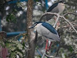 The black-crowned night heron or black-capped night heron. photo