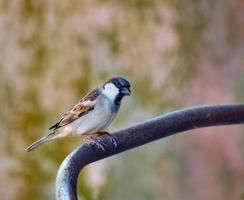 Passer domesticus. House sparrow. It is a bird of the sparrow family Passeridae, found in most parts of the world. photo