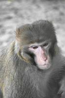 un mono triste mirando afuera. primer plano de un mono. foto