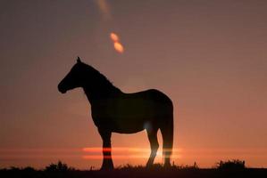 silueta de caballo en el prado con una hermosa puesta de sol foto